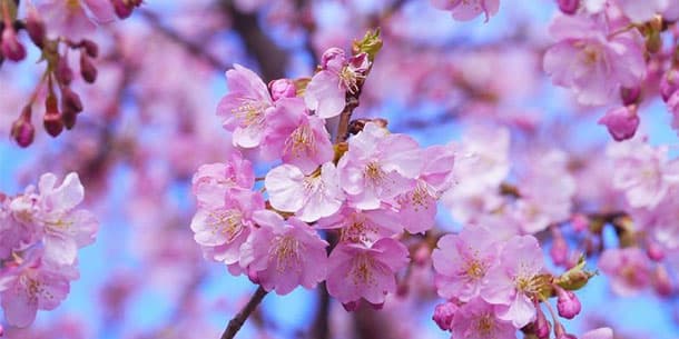 Lễ hội Hoa Anh Đào Nhật Bản - Hà Nội 2019